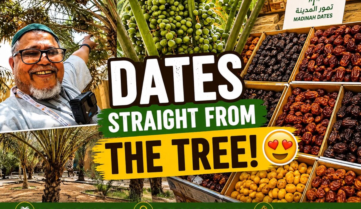 Fresh dates growing on palm trees in a Madinah date garden, Saudi Arabia