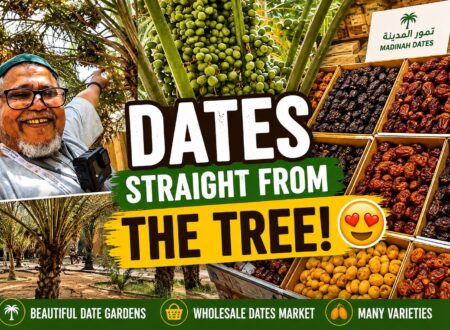 Fresh dates growing on palm trees in a Madinah date garden, Saudi Arabia