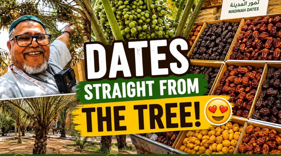 Fresh dates growing on palm trees in a Madinah date garden, Saudi Arabia