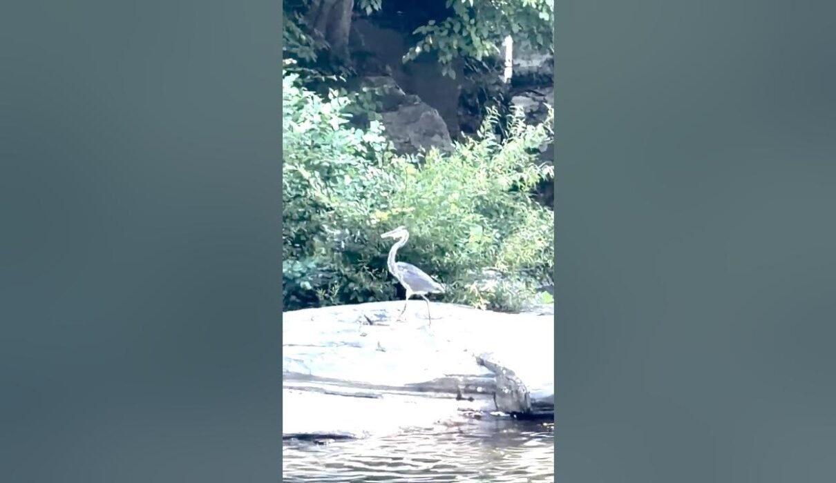 A majestic heron standing peacefully on a small island in a flowing mountain river, surrounded by rugged mountains and natural scenery.