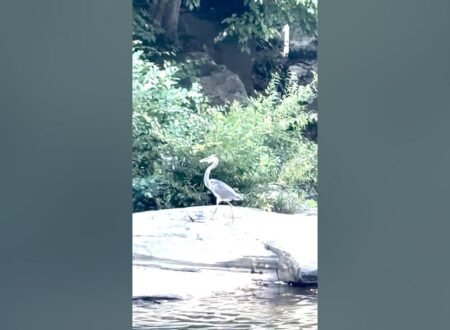 A majestic heron standing peacefully on a small island in a flowing mountain river, surrounded by rugged mountains and natural scenery.