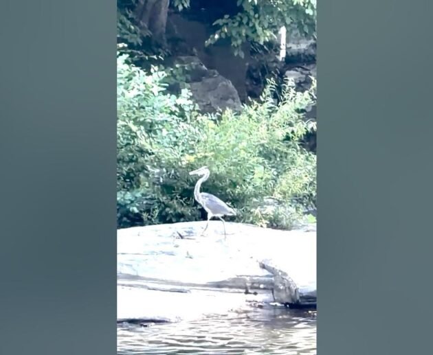 A majestic heron standing peacefully on a small island in a flowing mountain river, surrounded by rugged mountains and natural scenery.