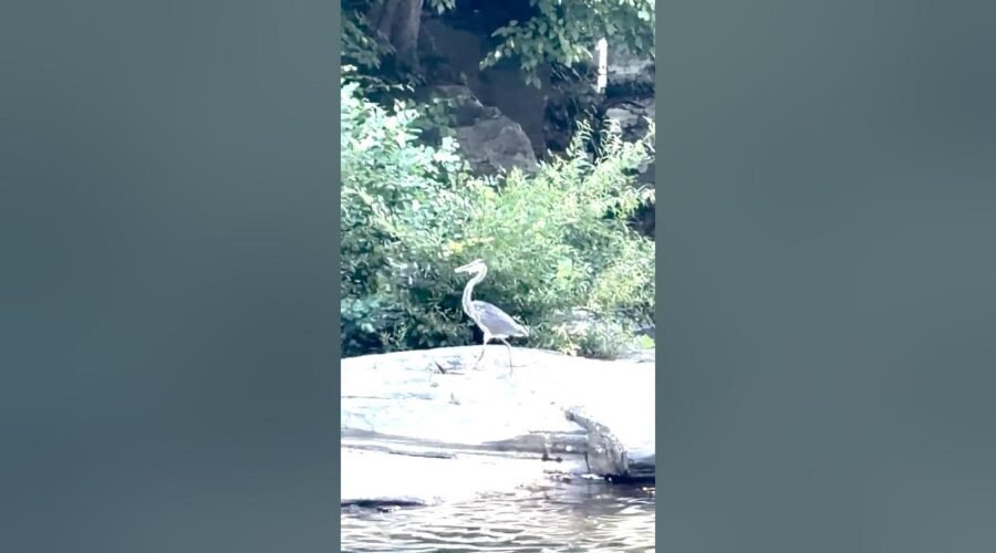 A majestic heron standing peacefully on a small island in a flowing mountain river, surrounded by rugged mountains and natural scenery.