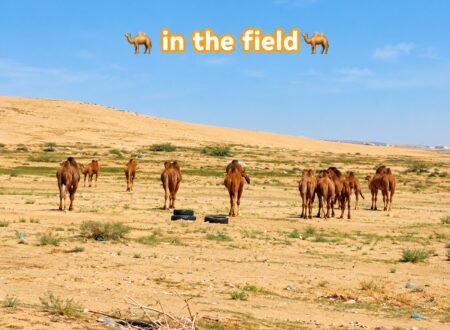 Camels grazing and walking across an open field in the Saudi Arabian desert