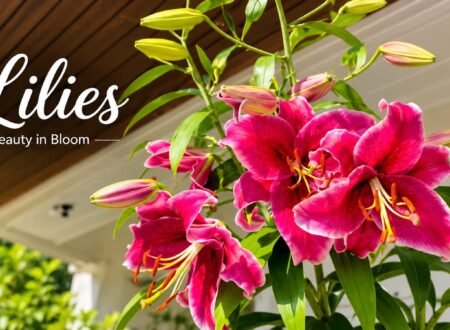 Stunning purple lilies in full bloom illuminated by natural sunlight